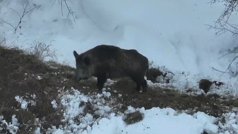 Erzincan'da droneli çoban koyun sürüsünü otlatırken domuz sürüsünü görüntüledi