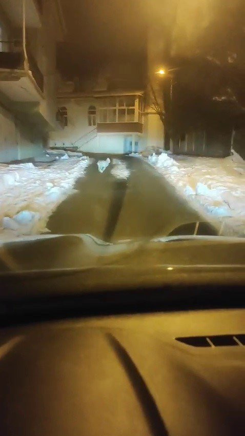 Yiyecek arayan vaşak cep telefonuyla görüntülendi