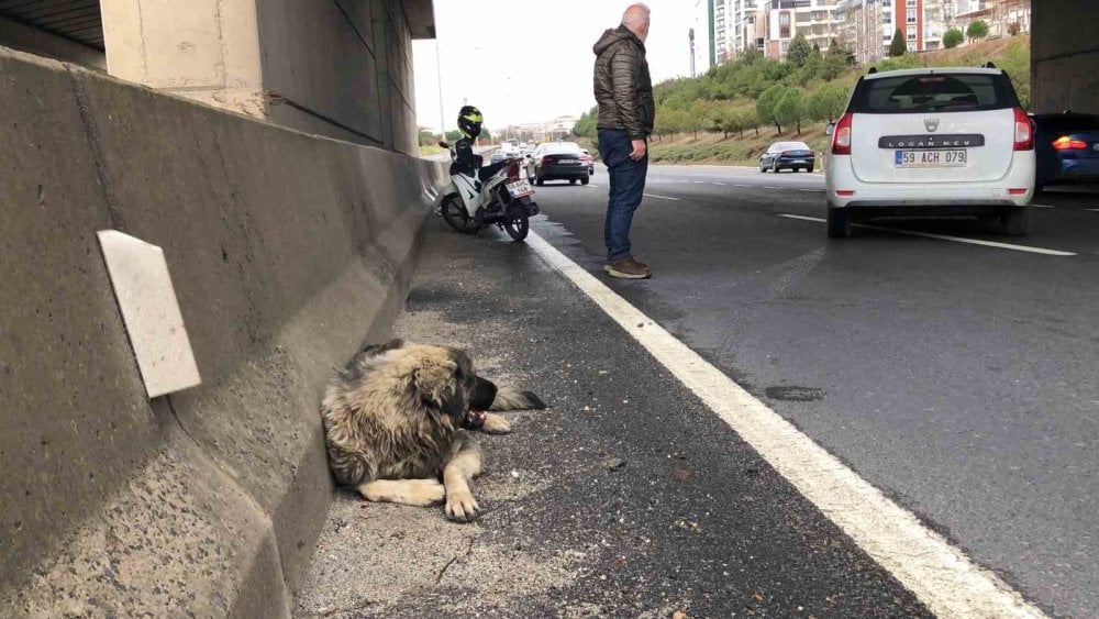 Çarptığı yaralı köpeğin başından ayrılmadı