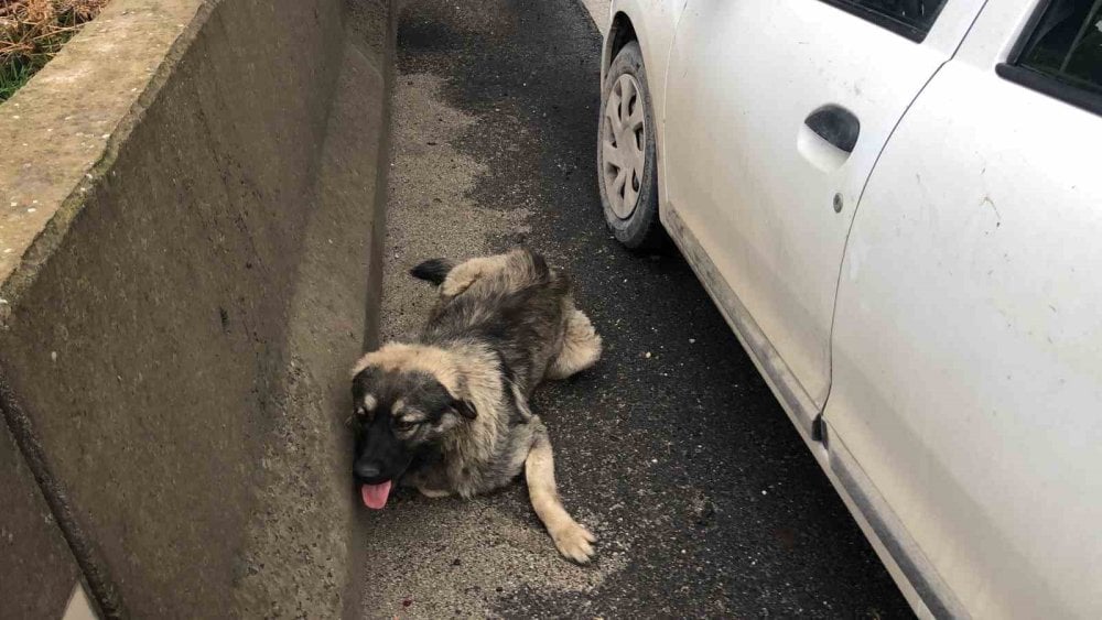 Çarptığı yaralı köpeğin başından ayrılmadı