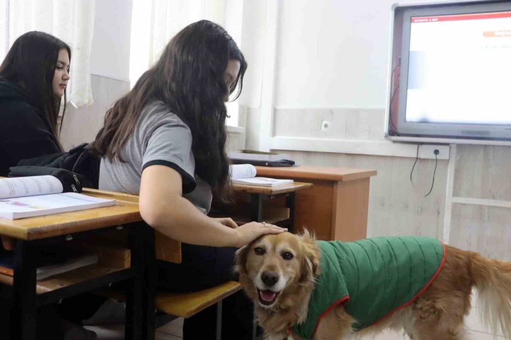 Sokak köpeği Fındık okulun maskotu oldu: Derslere giriyor, müdür yardımcısının odasında istirahat ediyor