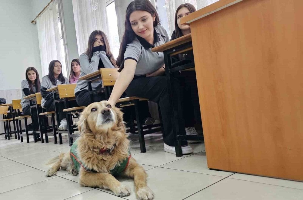 Sokak köpeği Fındık okulun maskotu oldu: Derslere giriyor, müdür yardımcısının odasında istirahat ediyor