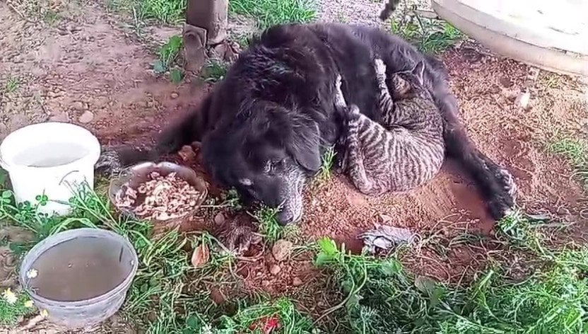 Ölen köpeğini yaşadığı barakaya gömdü