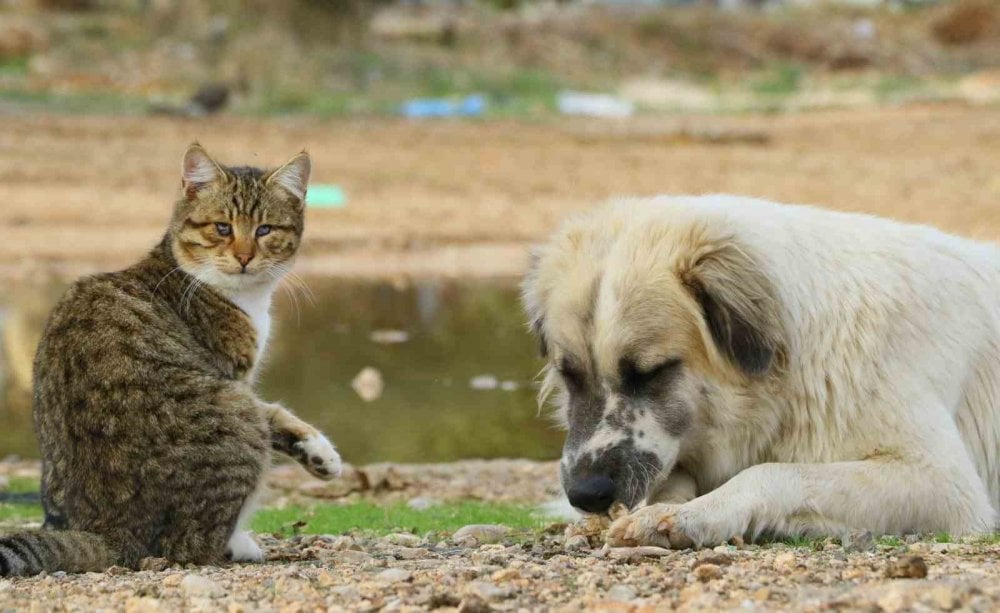 Ölen köpeğini yaşadığı barakaya gömdü