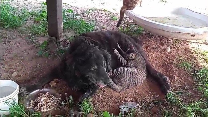 Ölen köpeğini yaşadığı barakaya gömdü