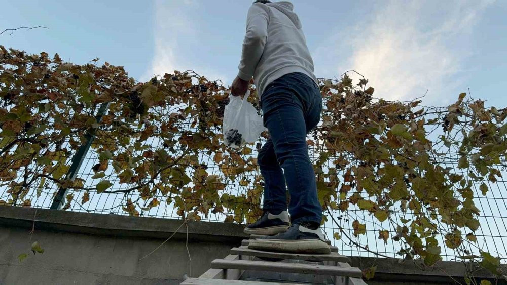 Bahçesindeki ektiği üzümden sezonda ikinci hasadını topladı
