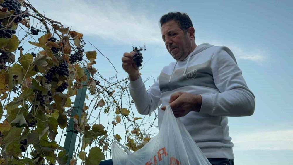 Bahçesindeki ektiği üzümden sezonda ikinci hasadını topladı