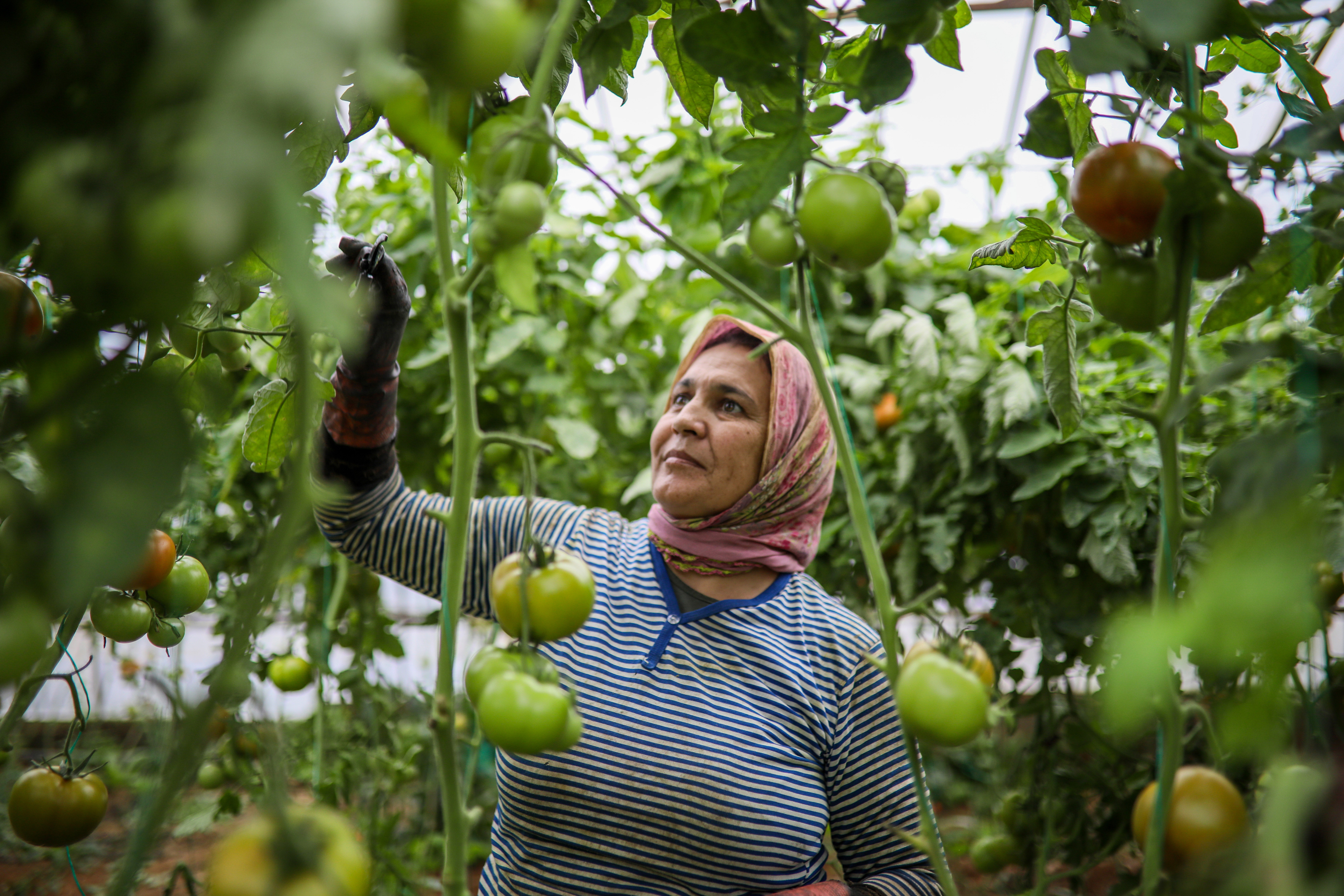 domates-serada-bile-20-lira-emekli-asgari-ucretli-ve-dar-gelirli-hazirana-kadar-ancak-kadar-ruyasinda-gorur-yenicag-2.jpg