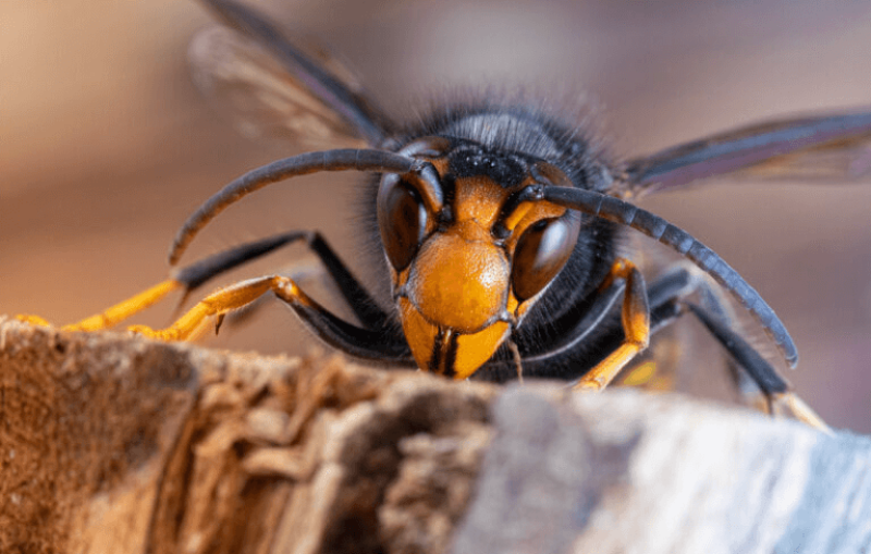 yellow-legged-hornet-istock-1444146655-768x489-1-qvv8lld2l4l04mz3r9qur0ct3b5afvbw8y63m4ds6a.png