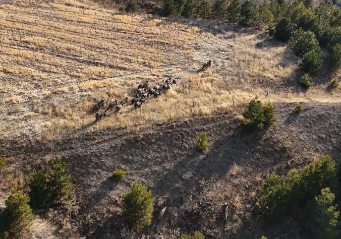 Bitlis'te dron uçuran fotoğrafçının kadrajına domuz sürüsü girdi