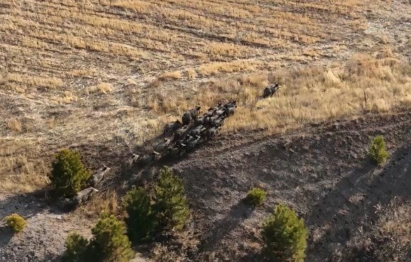 Bitlis'te dron uçuran fotoğrafçının kadrajına domuz sürüsü girdi