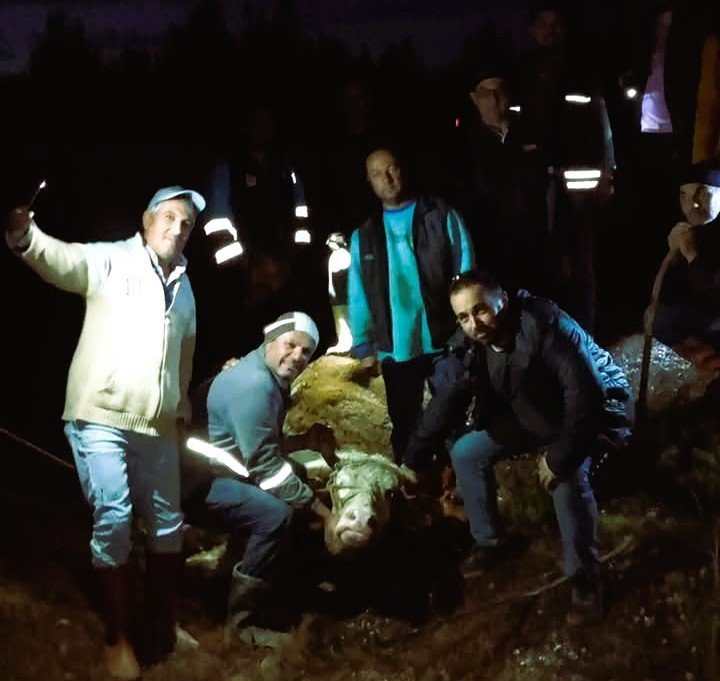 Firari düve yakalandıktan sonra kesildi