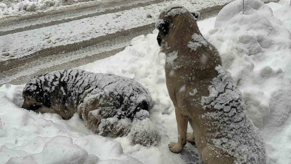 Artvin’deki kar esareti çocuklara eğlence oldu