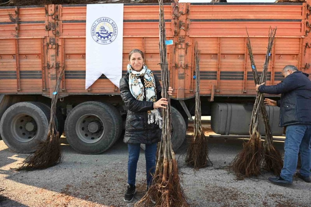 Denizli cevizin başkenti olma yolunda emin adımlarla ilerliyor