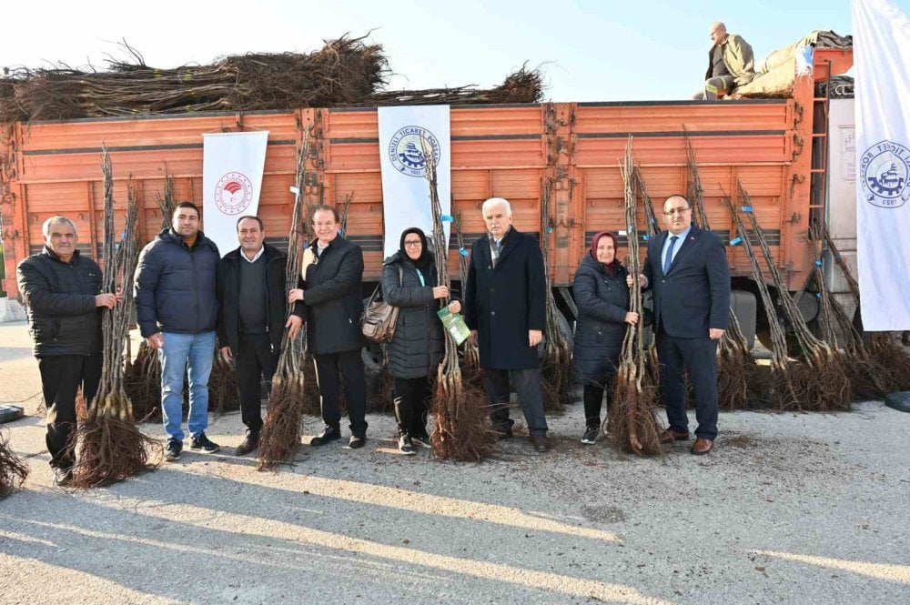 Denizli cevizin başkenti olma yolunda emin adımlarla ilerliyor