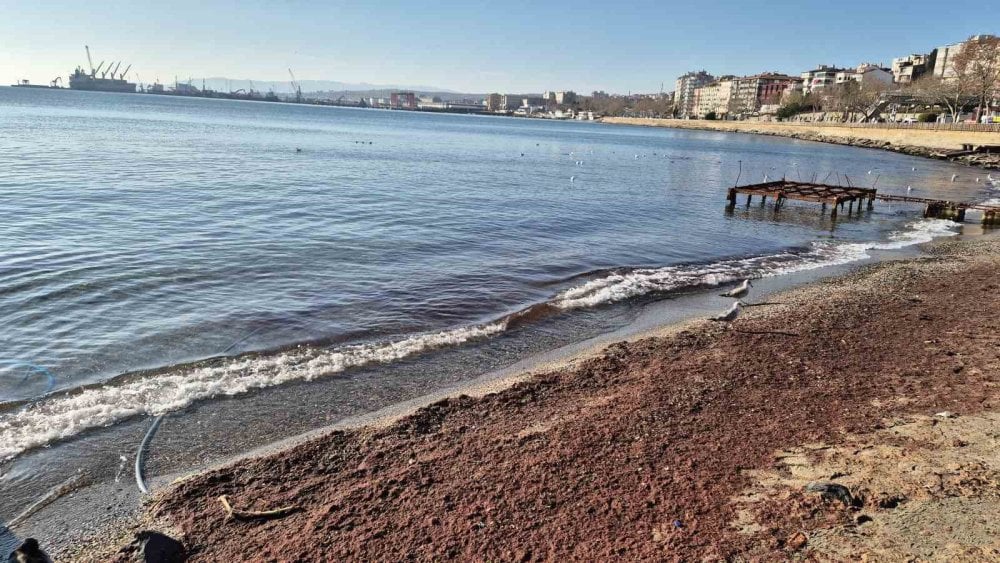 Marmara Denizi’nde 'kızıl yosun' alarmı