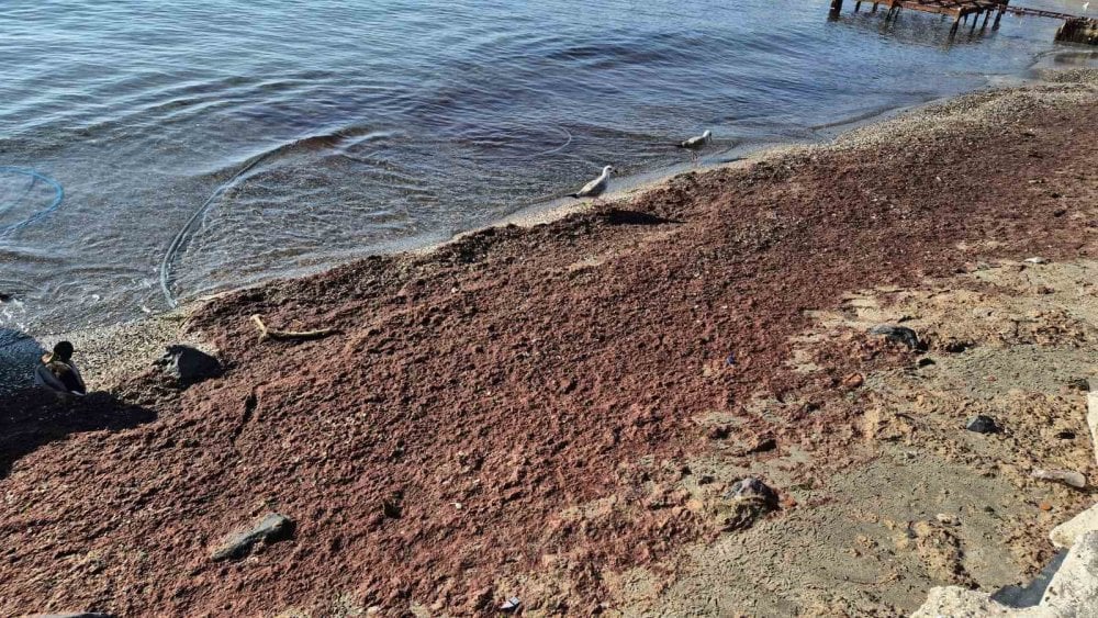 Marmara Denizi’nde 'kızıl yosun' alarmı