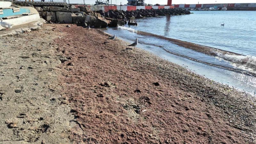 Marmara Denizi’nde 'kızıl yosun' alarmı