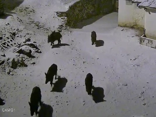 Elazığ'da yaban domuzları köye indi