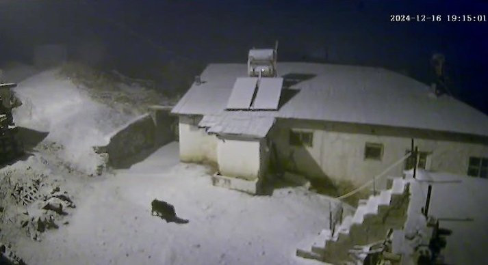 Elazığ'da yaban domuzları köye indi