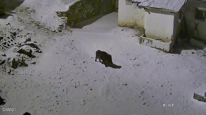 Elazığ'da yaban domuzları köye indi