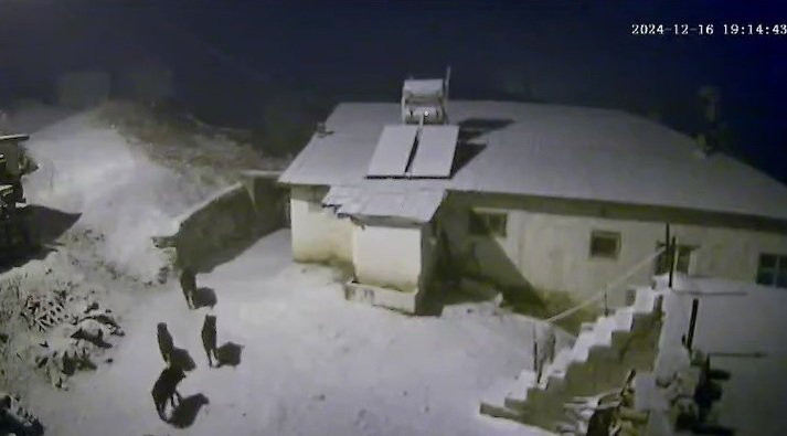 Elazığ'da yaban domuzları köye indi