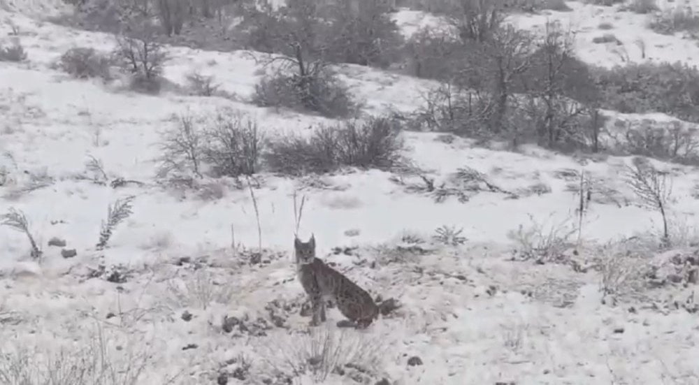 Kırmızı listedeydi! Tokat'ın ardından Erzincan'da da görüntülendi