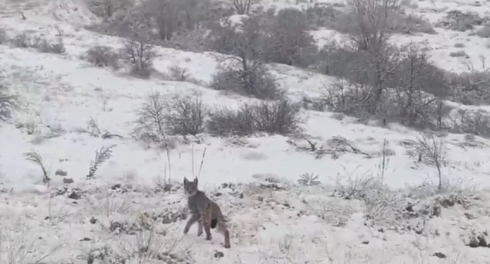 Kırmızı listedeydi! Tokat'ın ardından Erzincan'da da görüntülendi