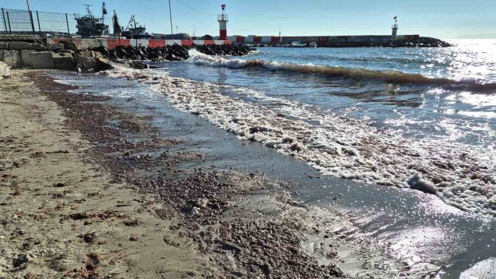 Marmara Denizi’nde kızıl yosun akıntısı devam ediyor
