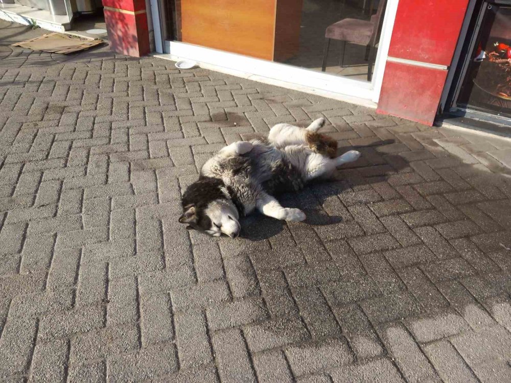 Eskişehir'de sevimli köpeğin güneş sefası görenleri gülümsetti