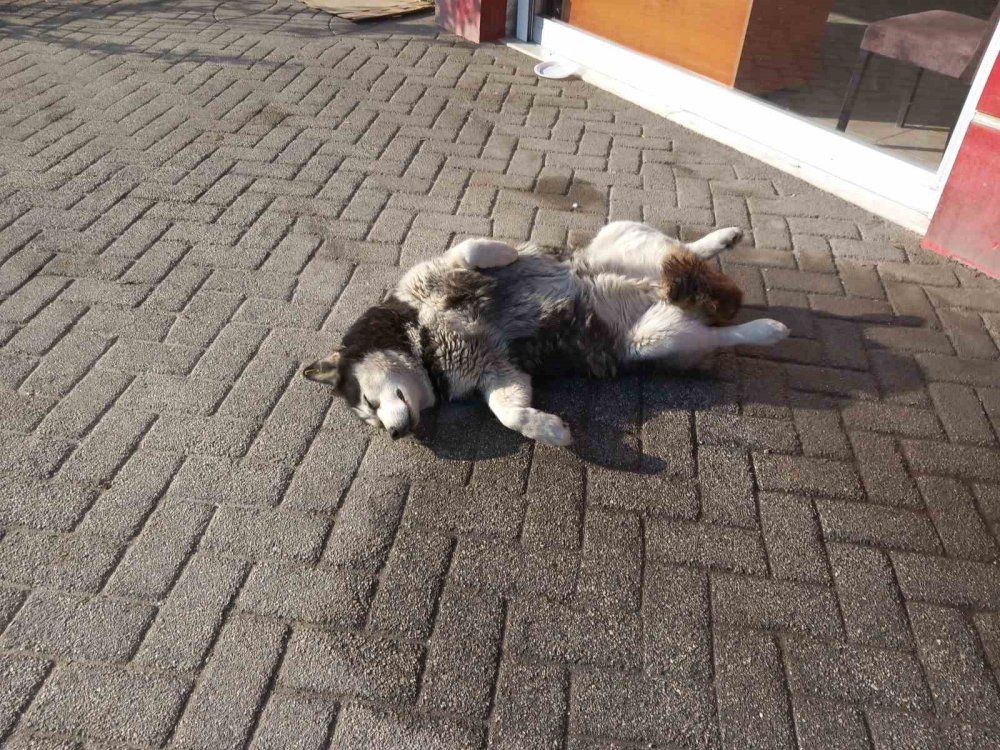 Eskişehir'de sevimli köpeğin güneş sefası görenleri gülümsetti