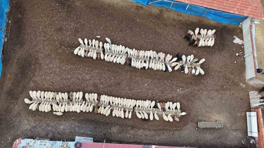 Üniversiteli çoban hayvan bakımının zorluklarını anlattı