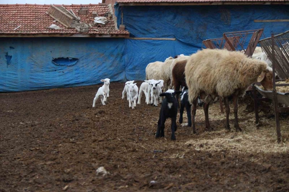 Üniversiteli çoban hayvan bakımının zorluklarını anlattı