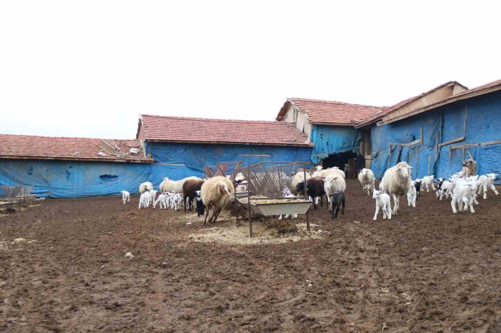 Üniversiteli çoban hayvan bakımının zorluklarını anlattı