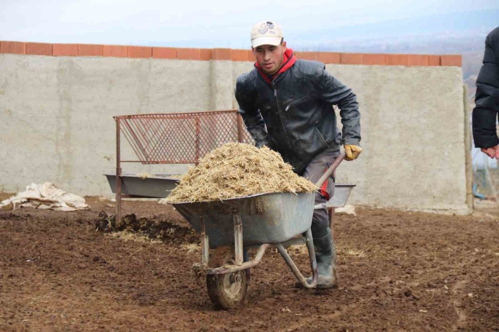 Üniversiteli çoban hayvan bakımının zorluklarını anlattı