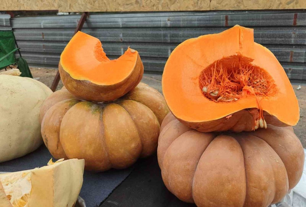 Bahçesinde ürettiği balkabağı geçim kaynağı oldu