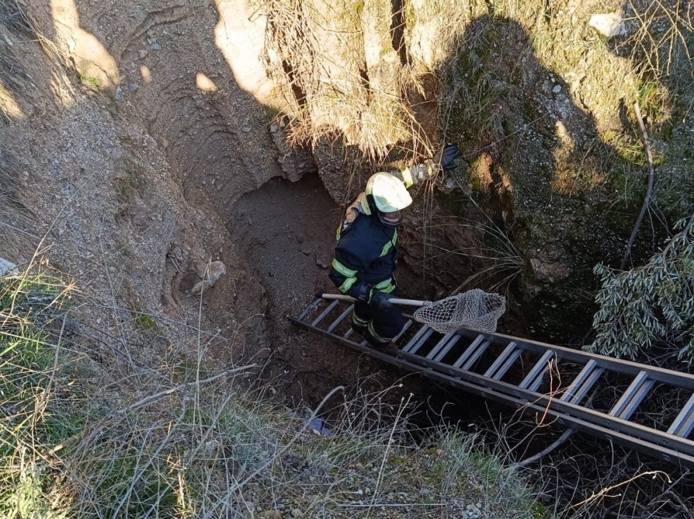 Manisa’da oklu kirpi operasyonu