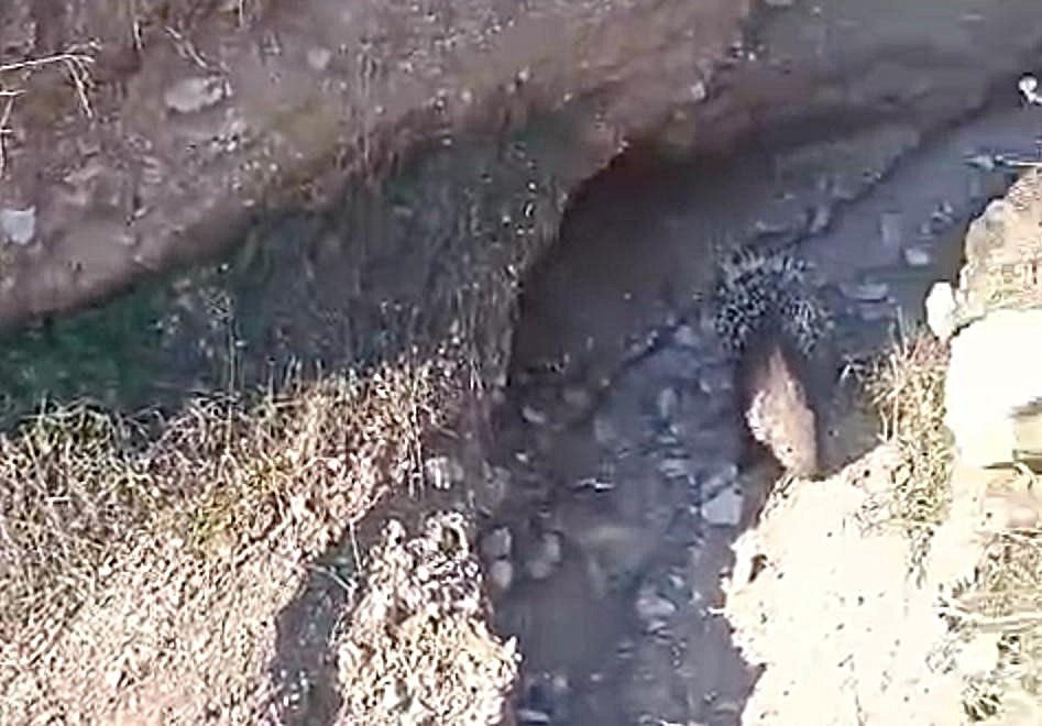 Manisa’da oklu kirpi operasyonu