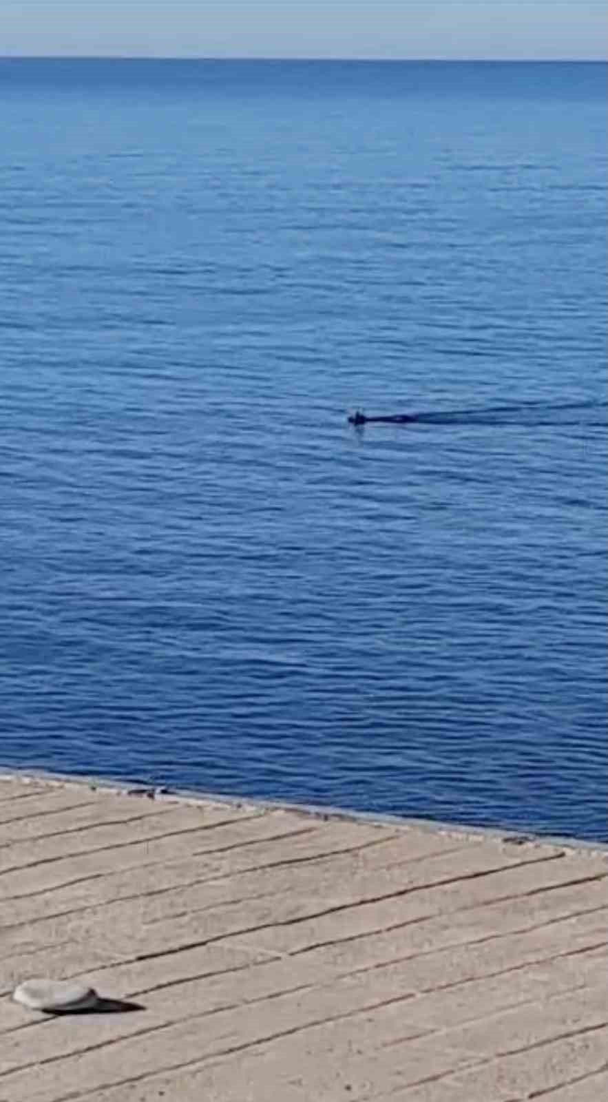 Kastamonu'da denize düşen karacaya yardım eli