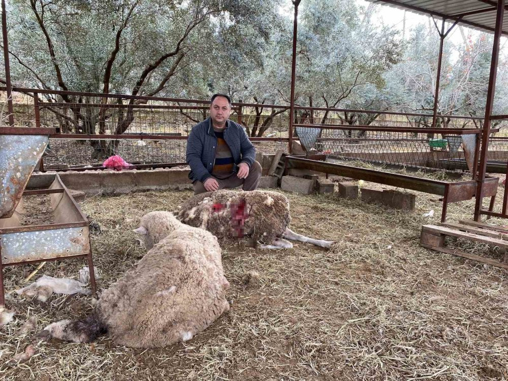 Hobi amaçlı besliyordu: Gördüğü manzara karşısında şok oldu
