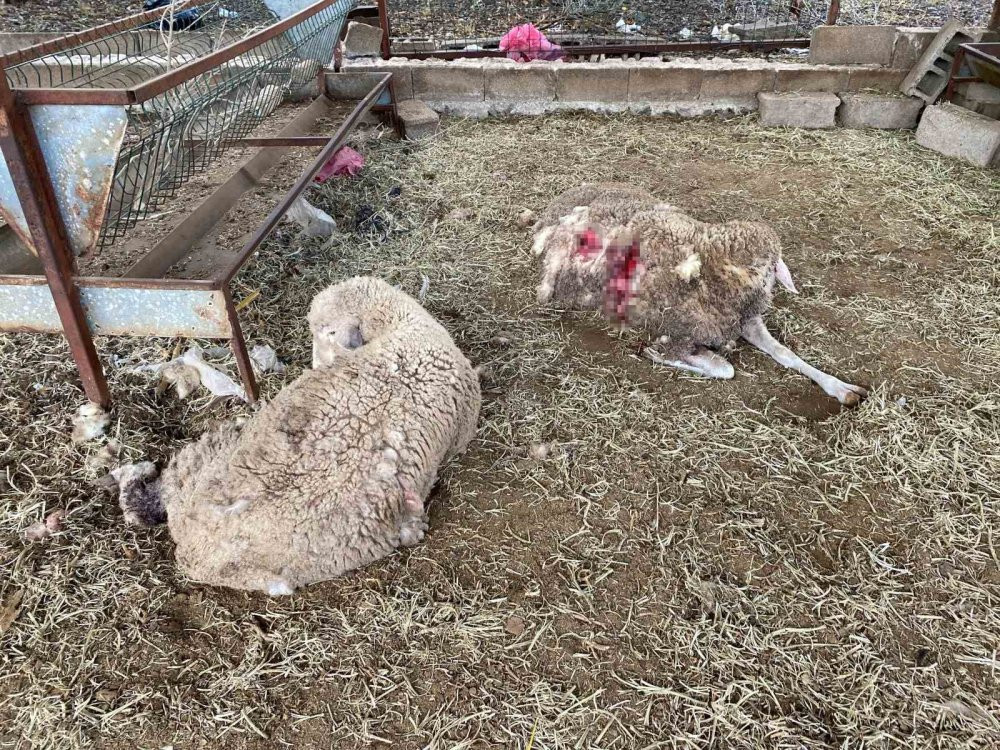 Hobi amaçlı besliyordu: Gördüğü manzara karşısında şok oldu