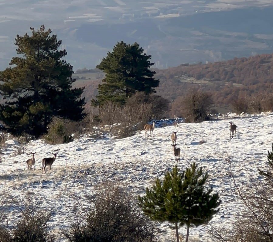 Bolu’da Karaca sürüsü böyle görüntülendi