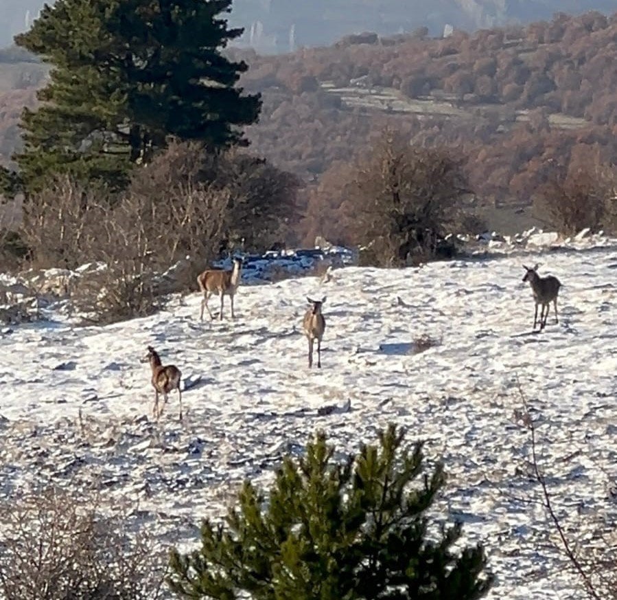 Bolu’da Karaca sürüsü böyle görüntülendi