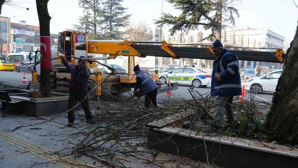 Ağaçların bakımları devam ediyor