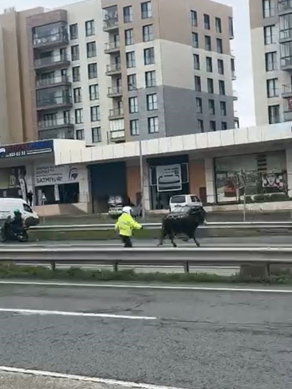 Görenler gözlerine inanamadı! Büyükçekmece E-5’e giren dana trafiği kilitledi