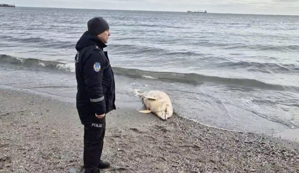 Tekirdağ'da açıklarda ölü yunus bulundu