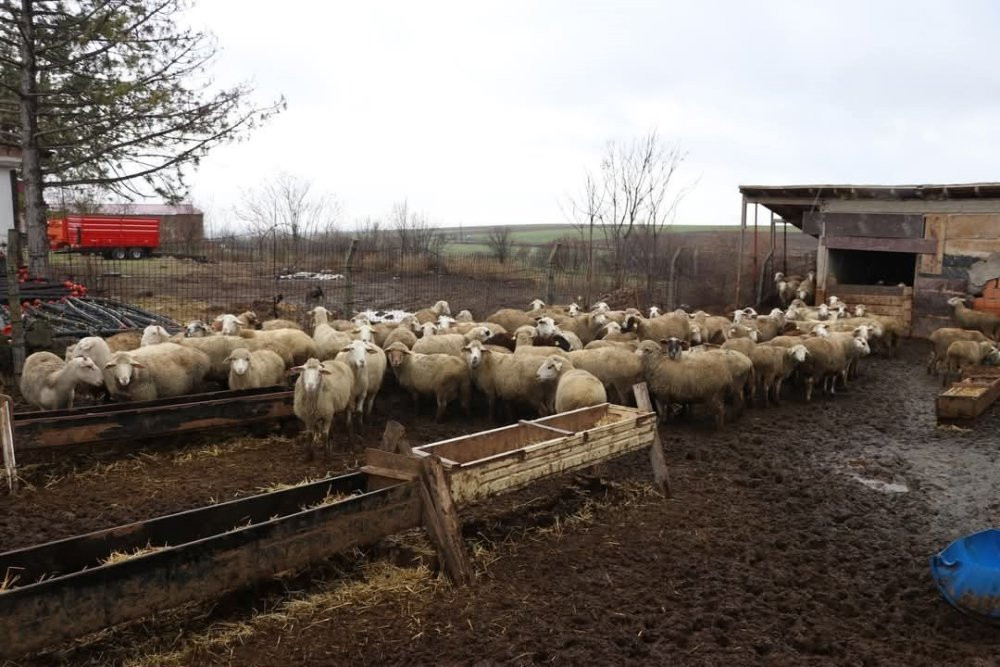 37 küçükbaşla işe başladı, işinin patronu oldu