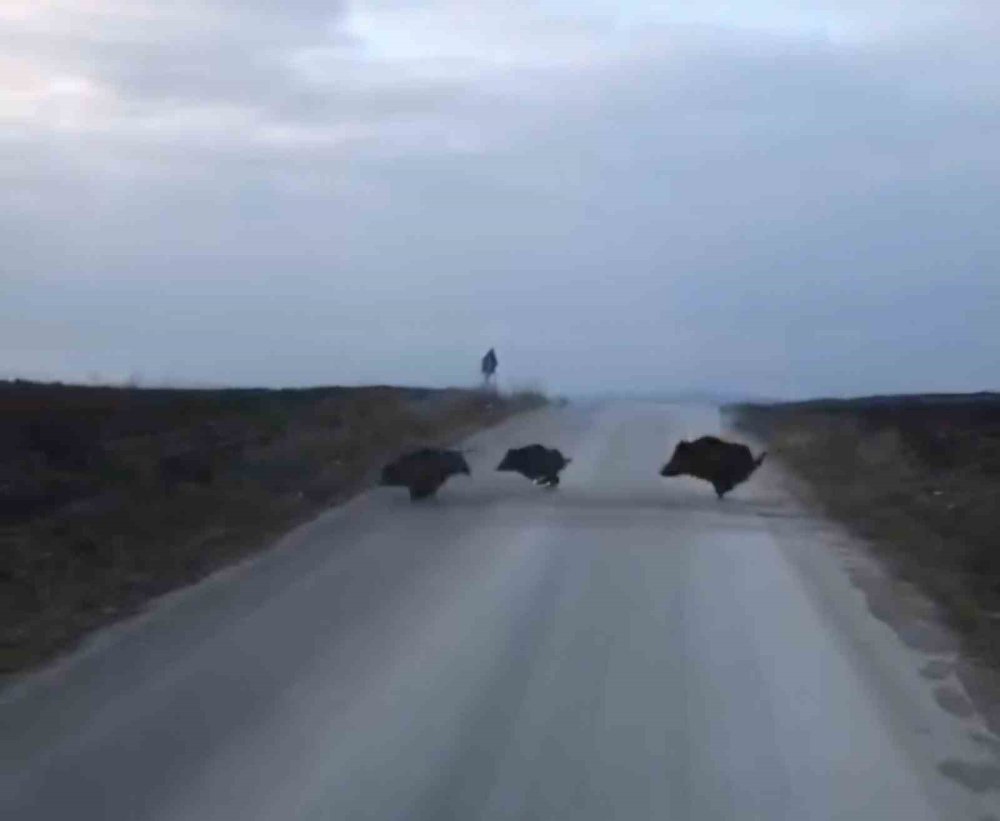 Çorum’da domuz sürüsü kameraya yakalandı