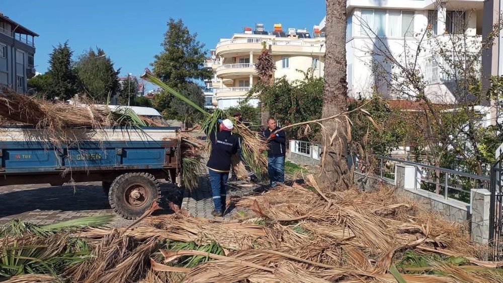 Didim'de ağaçların kış bakımları sürüyor