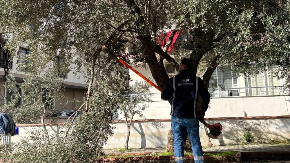 Didim'de ağaçların kış bakımları sürüyor